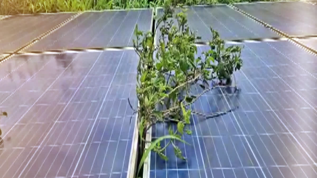 RAMAKKALMEDU SOLAR PLANT  SOLAR ELECTRICITY PRODUCTION KERALA  SOLAR PLANT DESTRUCTION KERALA  ELECTRICITY GENERATION