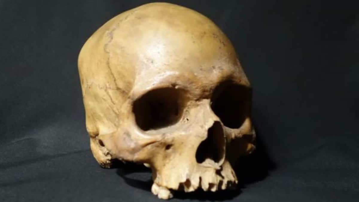 HUMAN SKULL IN MEAT SHOP