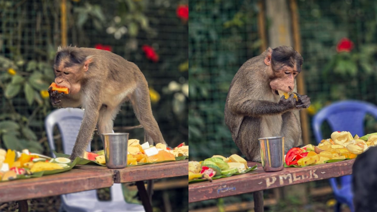 EDAYILAKKAD TEMPLE KASARAGOD  വാനര സദ്യ  ONAM FEAST OR MONKEY EDAYILAKKAD  ഇടയിലക്കാട് കാവ് വാനര സദ്യ