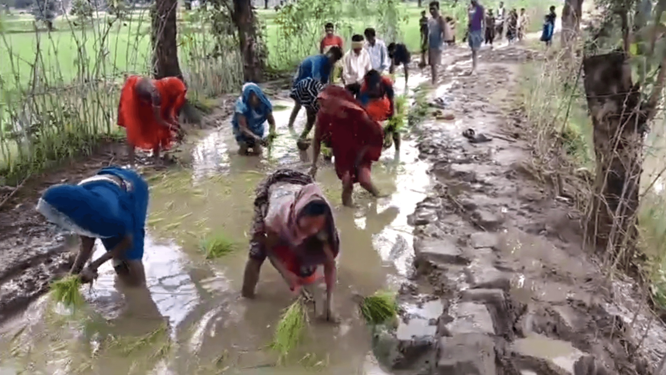 Protest by planting paddy in mud