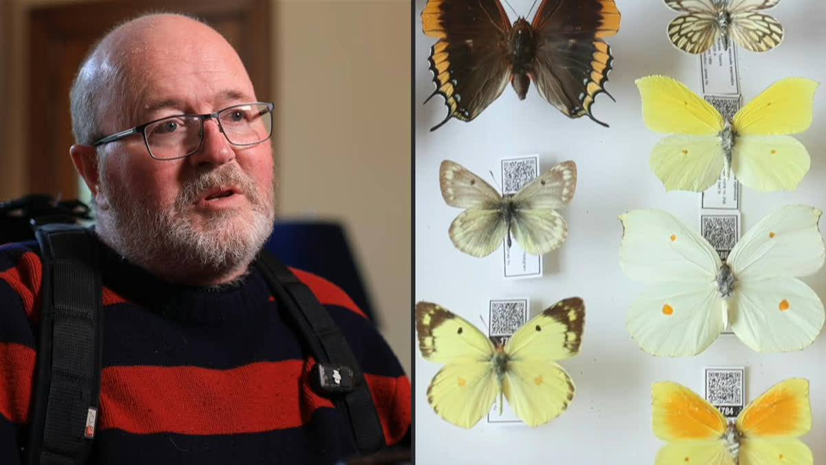 Ailing New Zealand Butterfly Collector Gives Away Life's Work A 68-year-old enthusiast from New Zealand donated the world's largest collection of butterflies to a museum in New Zealand due to his illness.