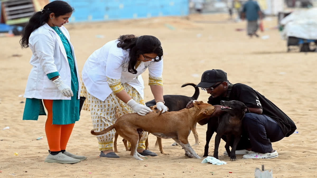 2024 World Rabies Day - Raising Awareness About Rabies Prevention