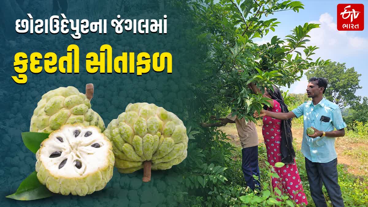 છોટાઉદેપુરના જંગલમાં કુદરતી સીતાફળ