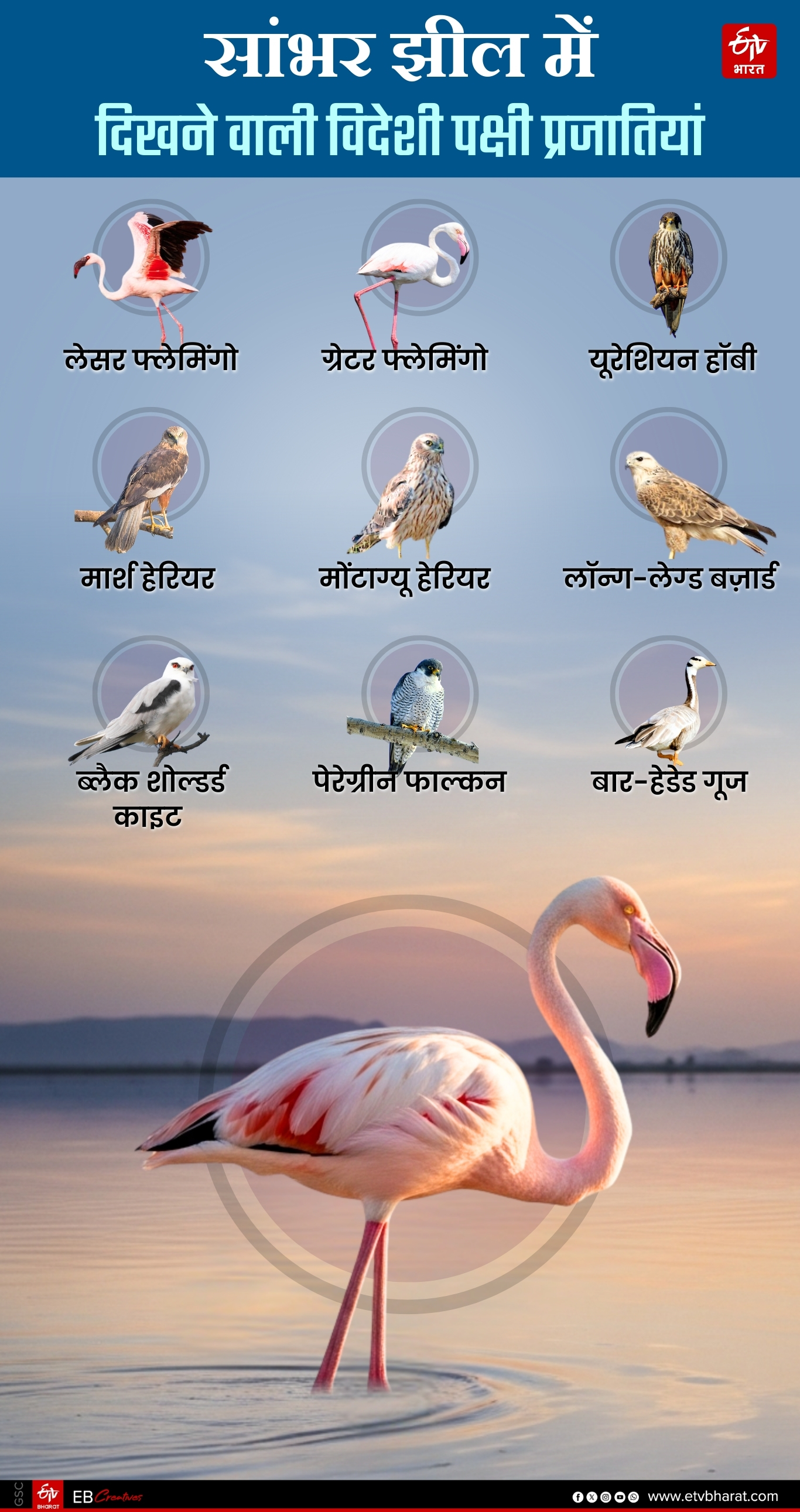 सांभर झील में दिखने वाली विदेशी पक्षी प्रजातियां
