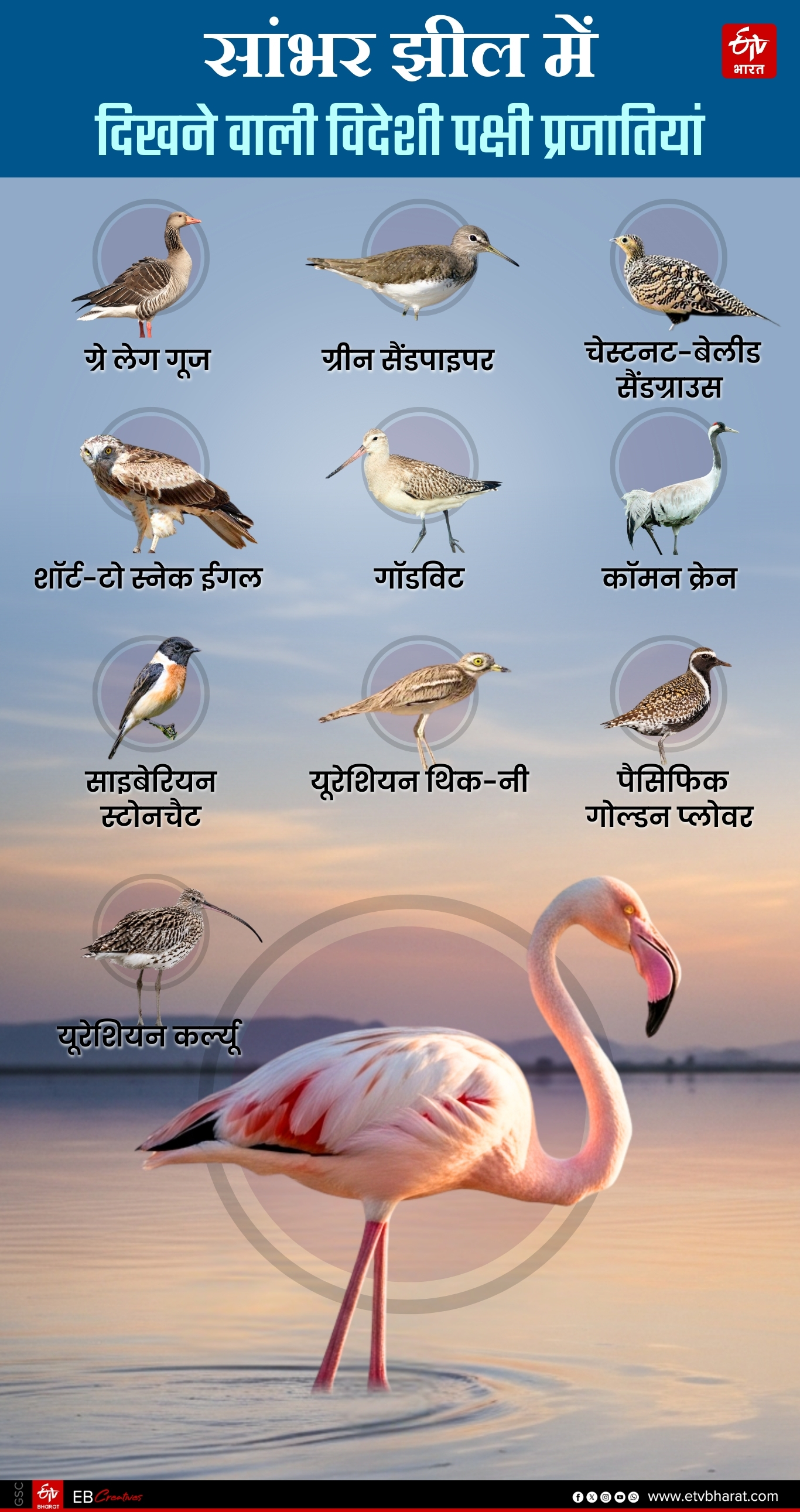 सांभर झील में दिखने वाली विदेशी पक्षी प्रजातियां