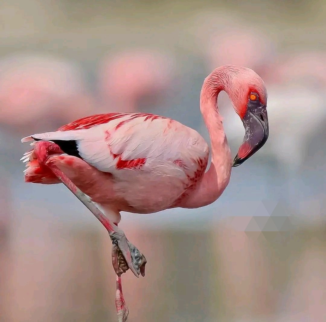 लेसर फ्लेमिंगो
