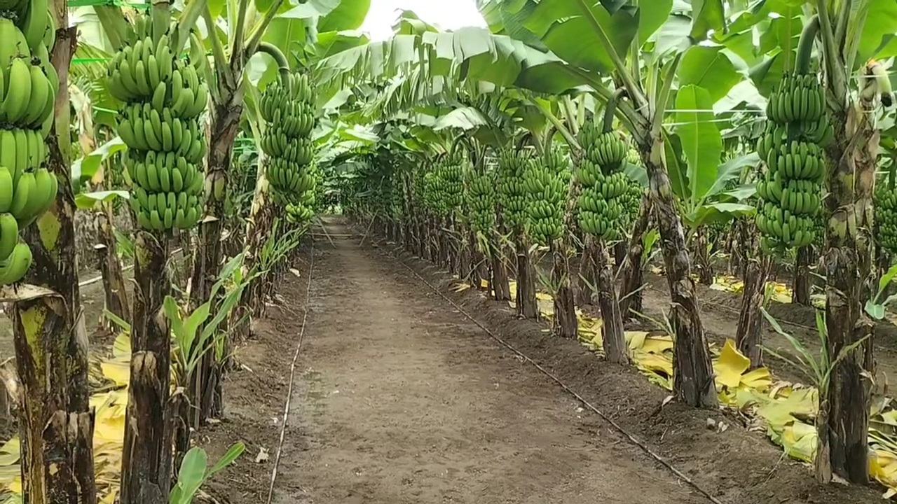 farmer success story