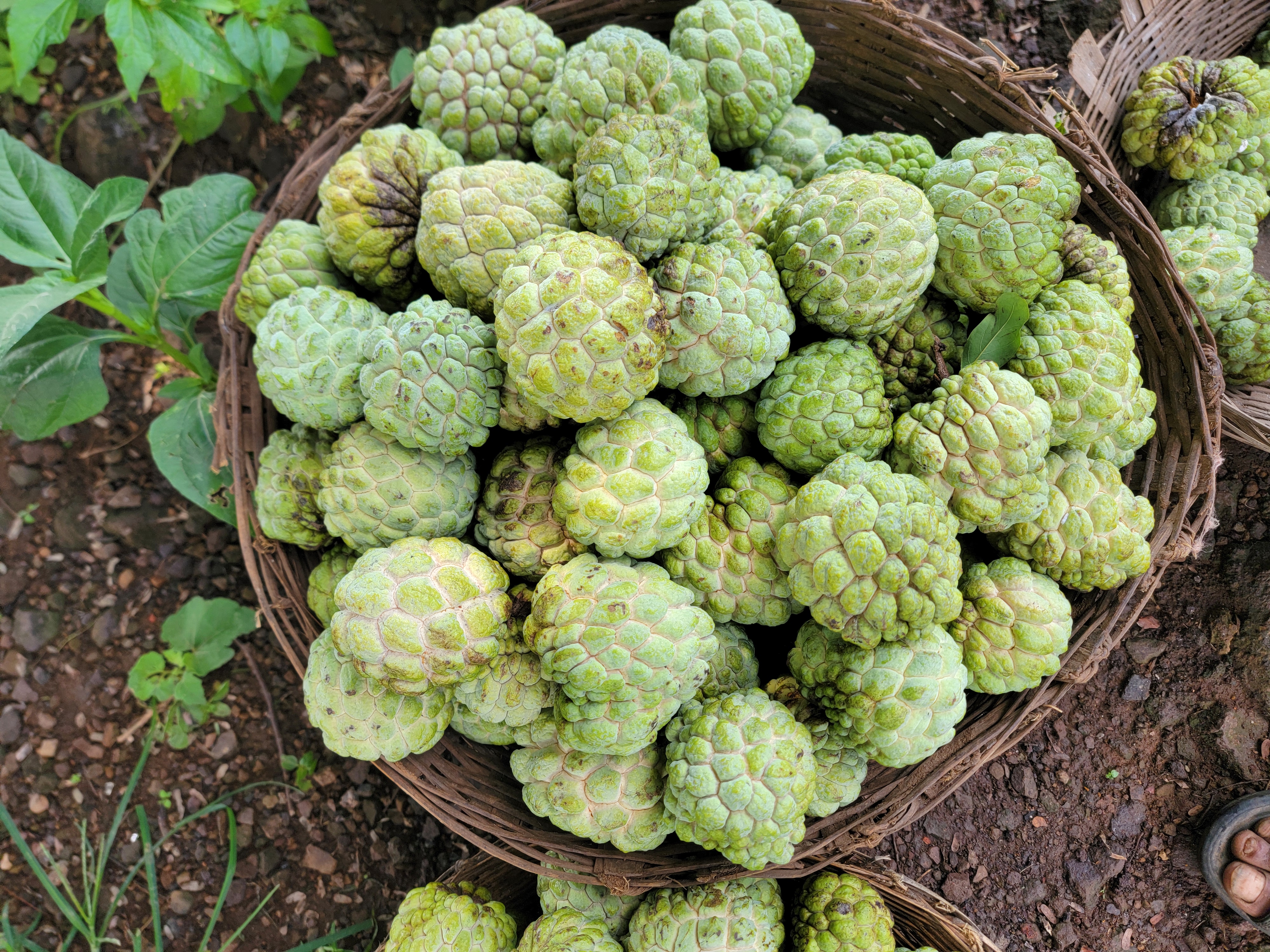 કુદરતી સીતાફળ