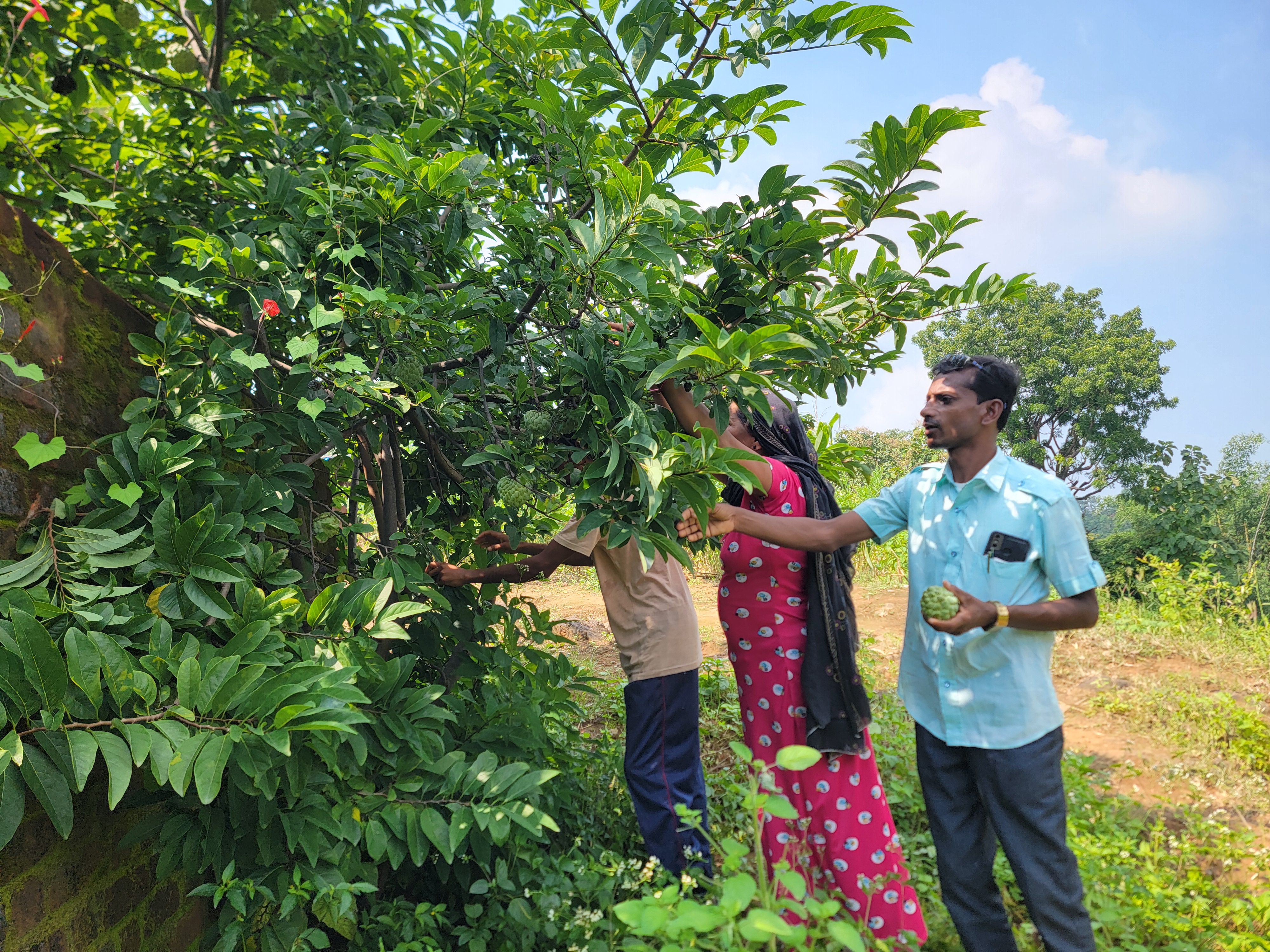 કુદરતી સીતાફળ