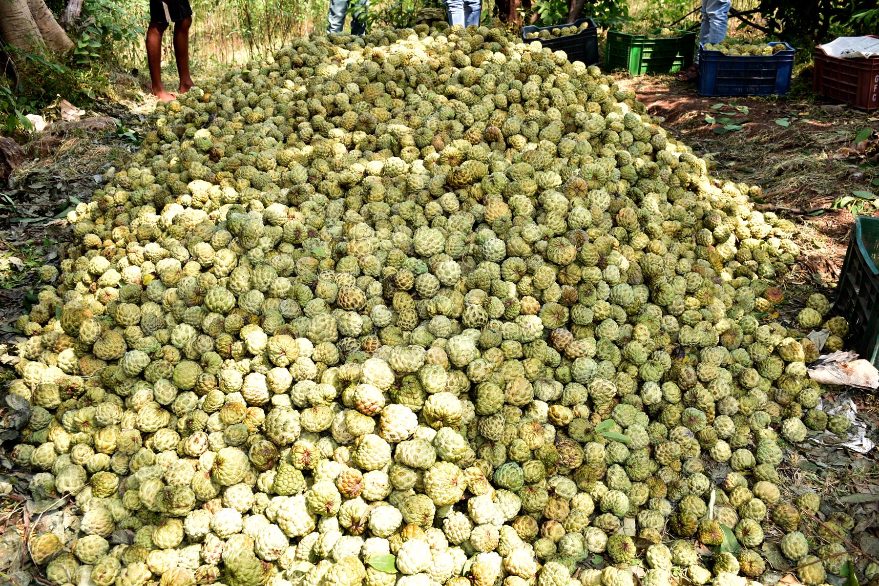 દર વર્ષે કરોડોની આવકનો સ્ત્રોત