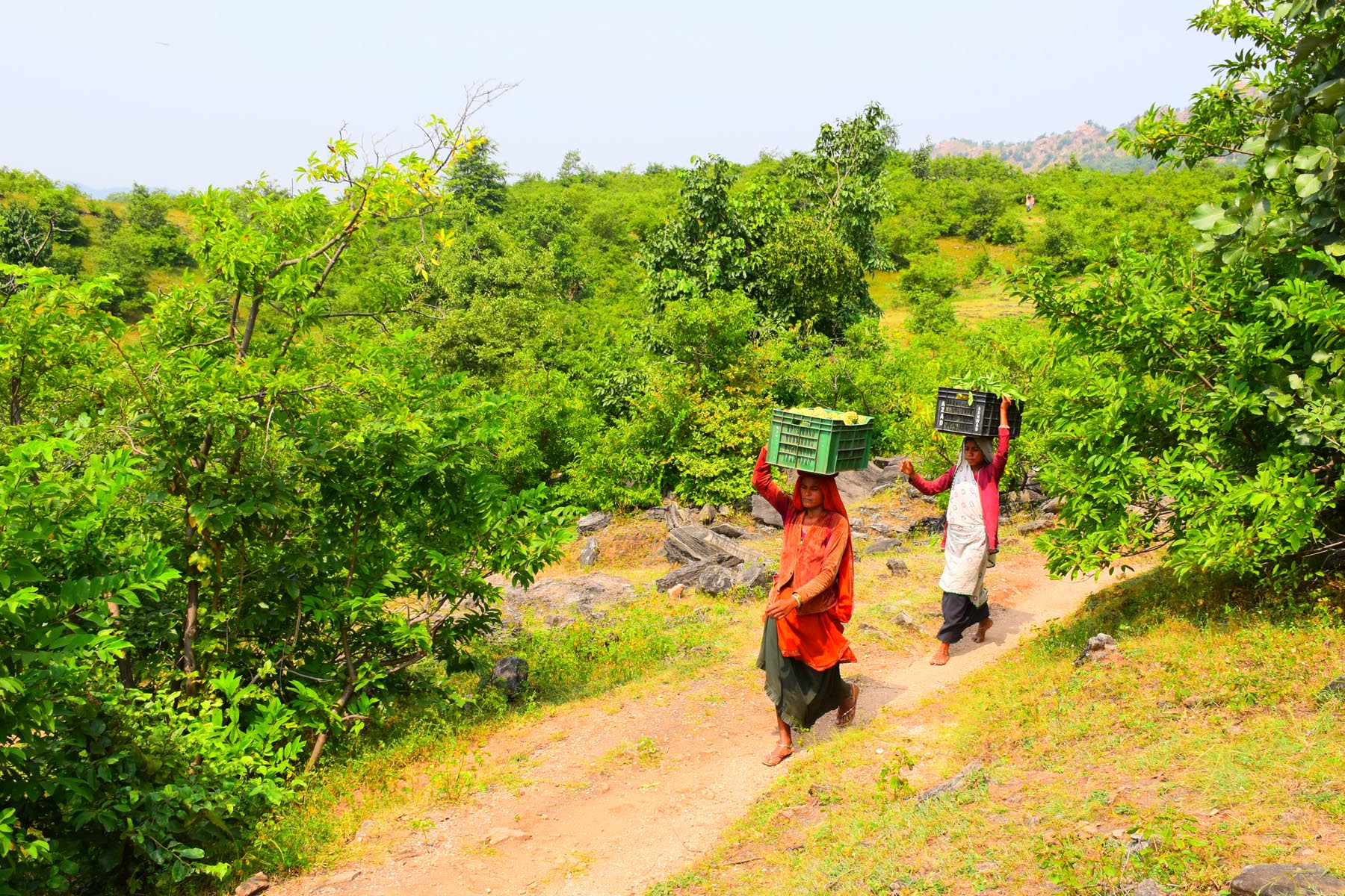આદિવાસીઓ માટે રોજગારીનું માધ્યમ