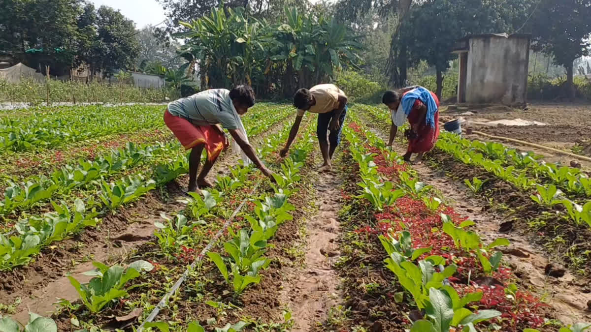 'ATM Farming Model' Transforms Lives Of Farmers In Naxal-Hit Dantewada 'ATM Model' Transforms Lives Of Farmers In Naxal-Hit Dantewada