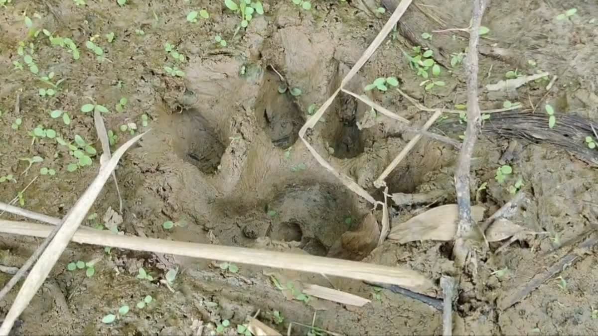 royal bengal tiger in jorhat