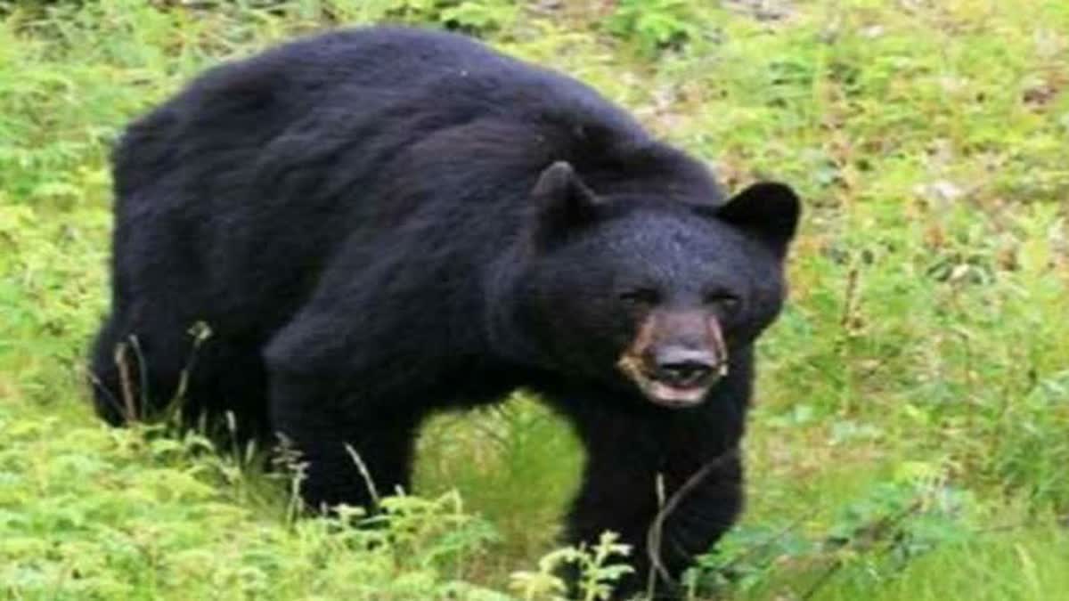 RAITHAL VILLAGE BEAR ATTACK