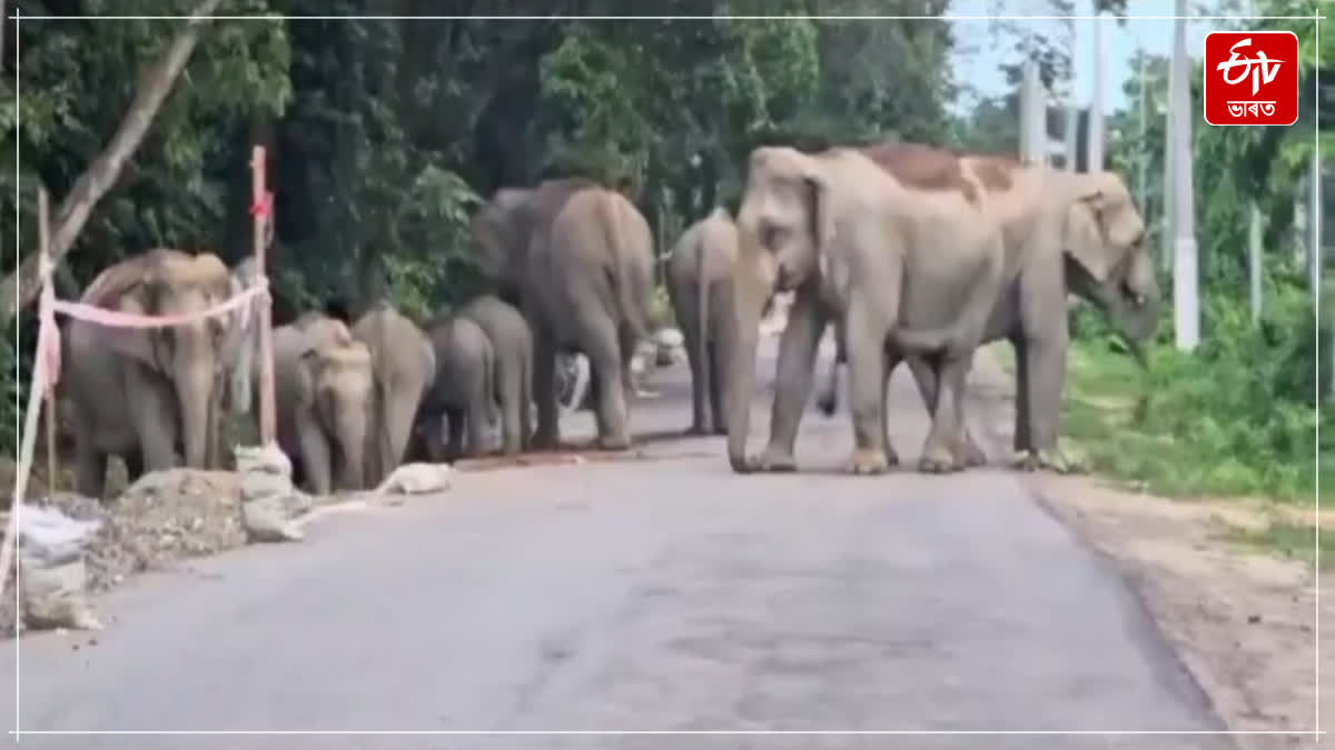 A huge wild elephant has been causing trouble in Moriani