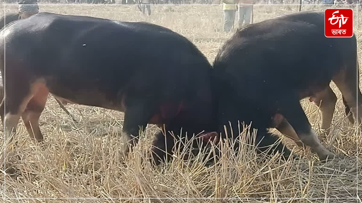 Assam to exclude buffalo fight from animal cruelty law