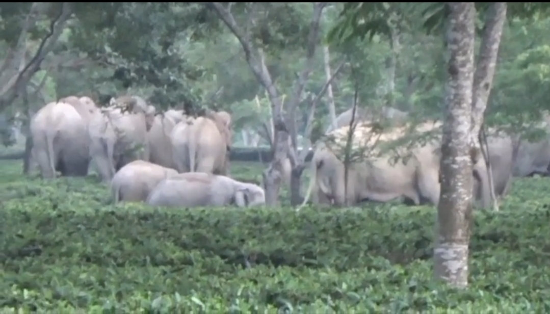 A huge wild elephant has been causing trouble in Moriani