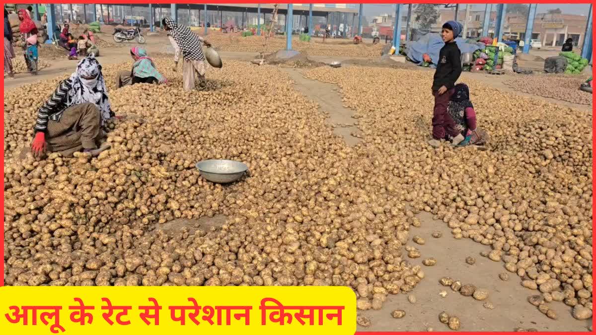 Potato Prices Crash in Haryana