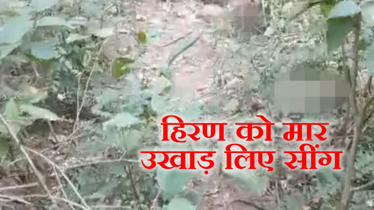 Deer killed in Nadaun