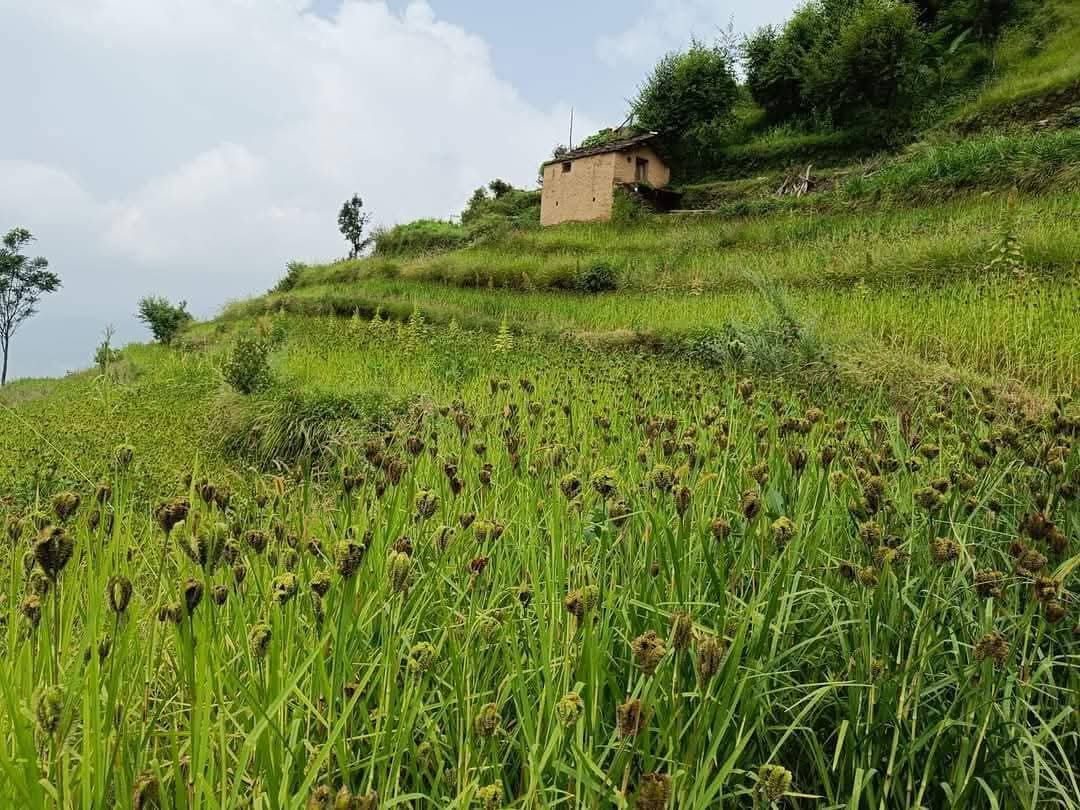 Agriculture crisis in Uttarakhand