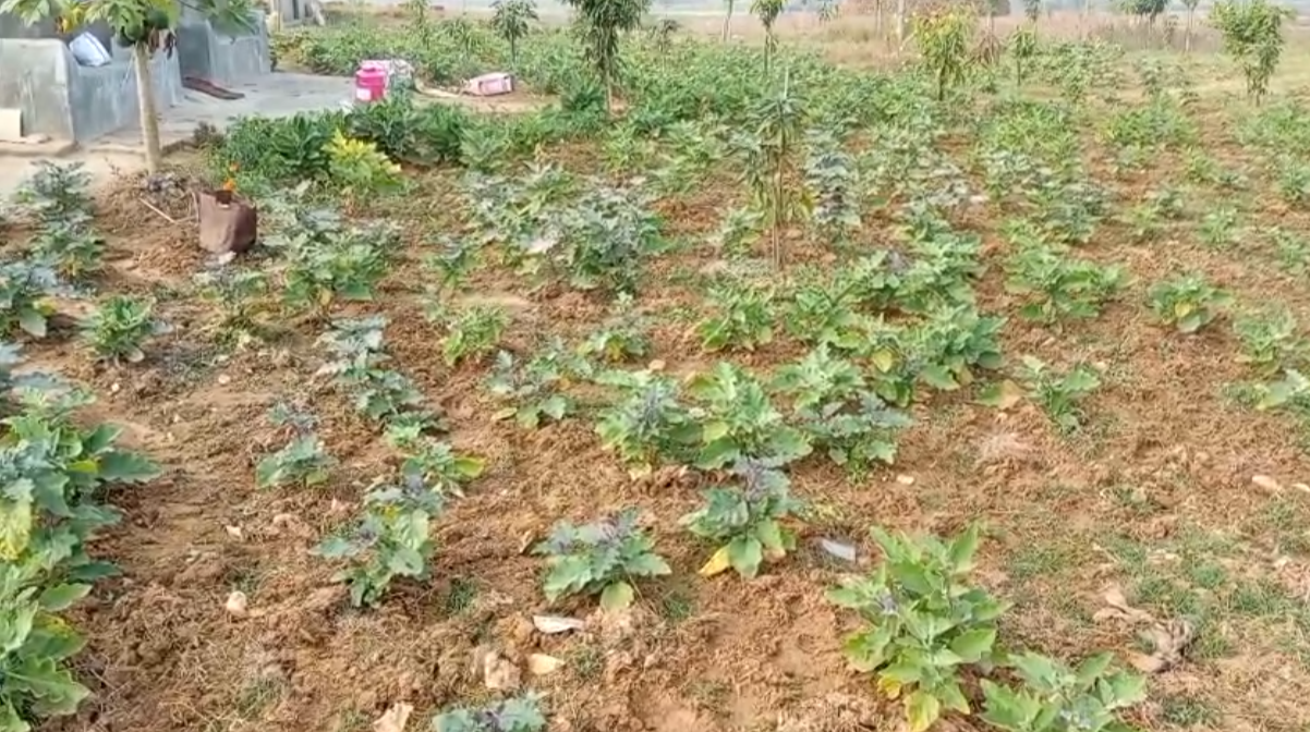 FARMING ON BARREN LAND IN DEOGHAR