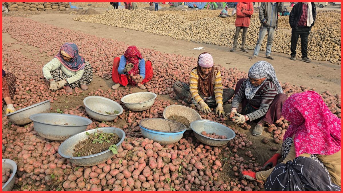 Potato Prices Crash in Haryana