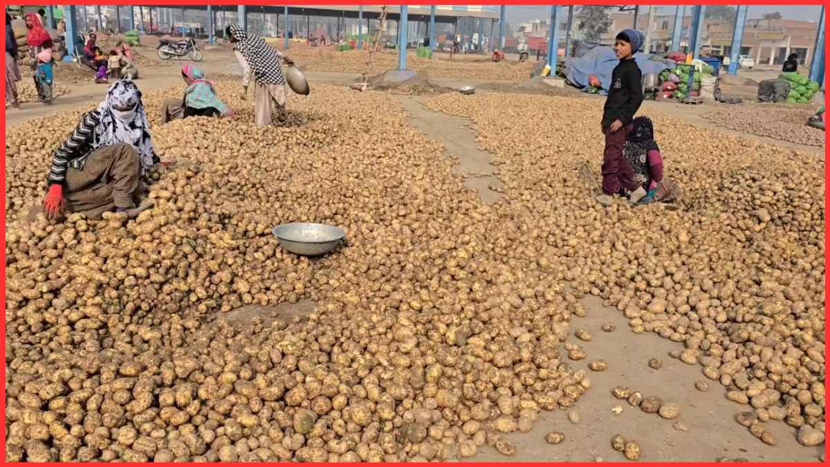 Potato Prices Crash in Haryana
