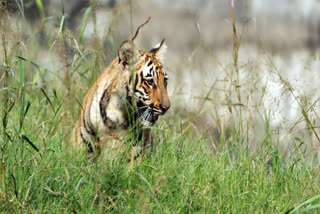 Tiger Deaths