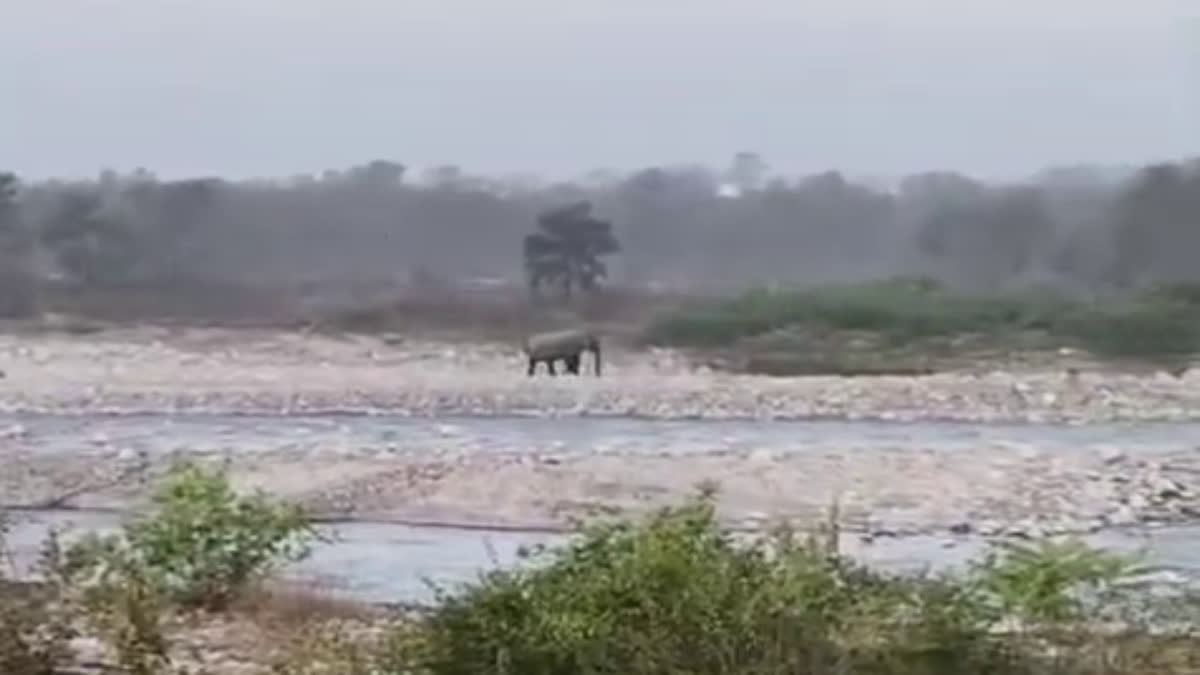 Wildlife terror in Uttarakhand