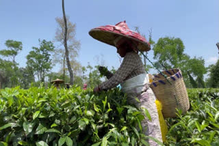 Fungal Lung Disease Rampant Among Assam’s Tea Garden Workers: AMCH Research Fungal Lung Disease Rampant Among Assam’s Tea Garden Workers: AMCH Research