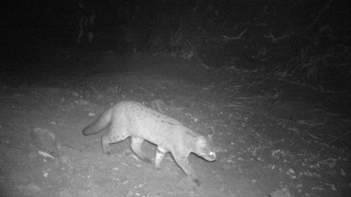 The Rusty-spotted Cat was spotted by camera traps in in the Shergarh forest.
