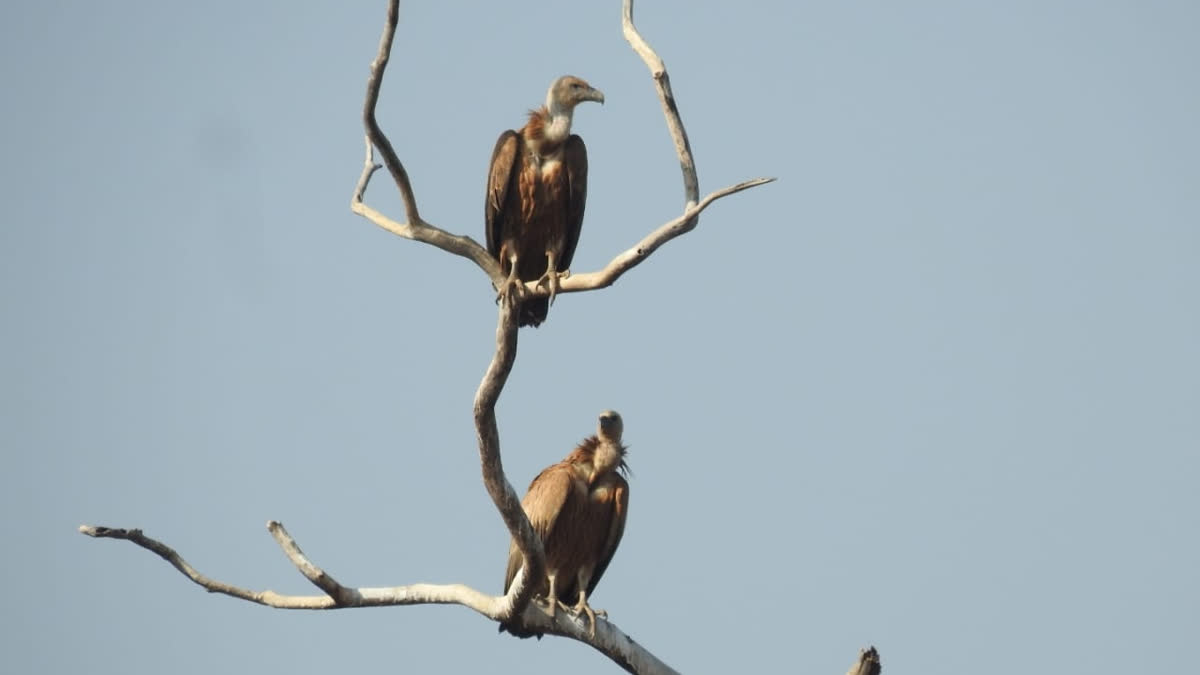 Migratory Vultures in Madhya Pradesh