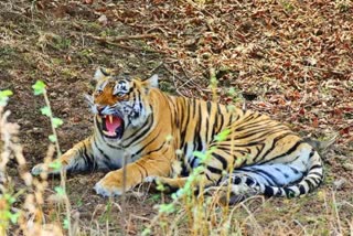Tiger Died In Valmiki Tiger Reserve