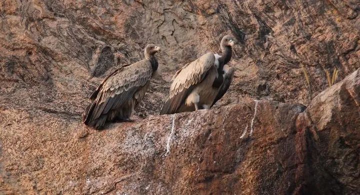 Migratory Vultures