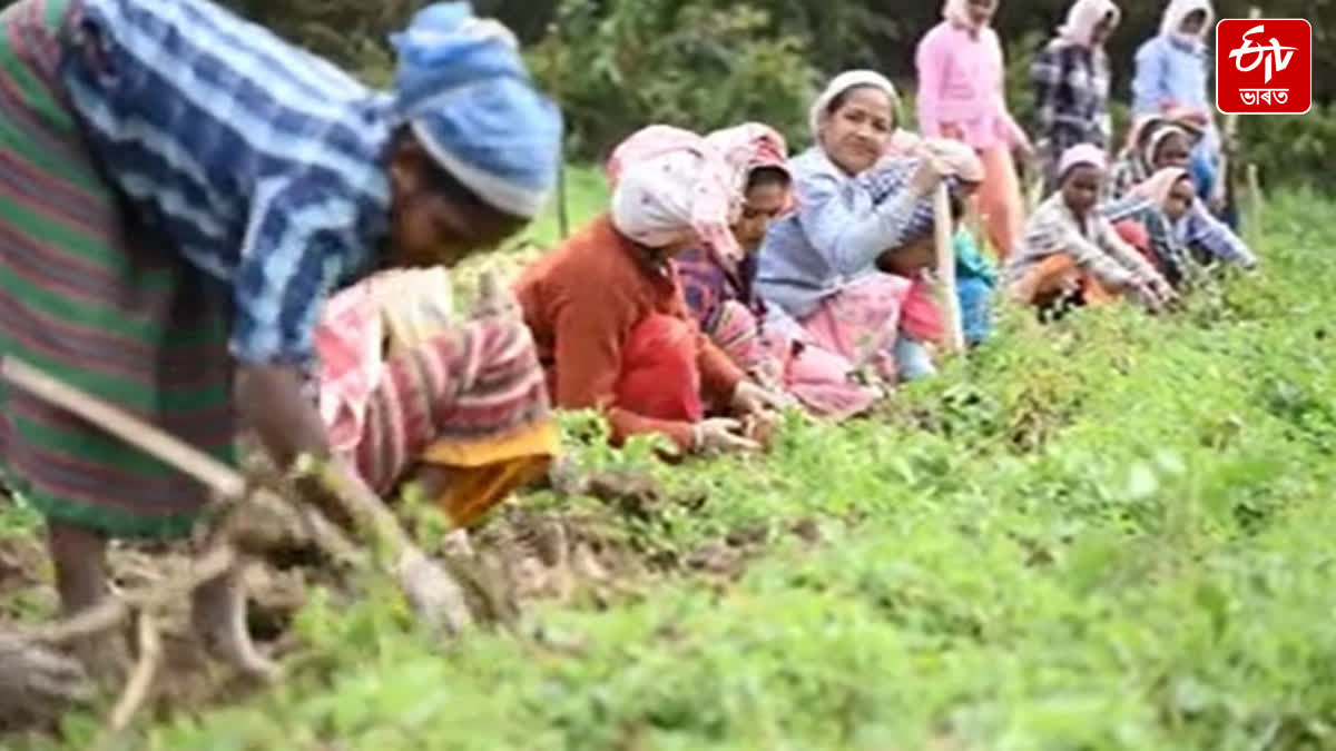Lakh quintals of potatoes have been sent to PepsiCo India Holding Pvt Limited