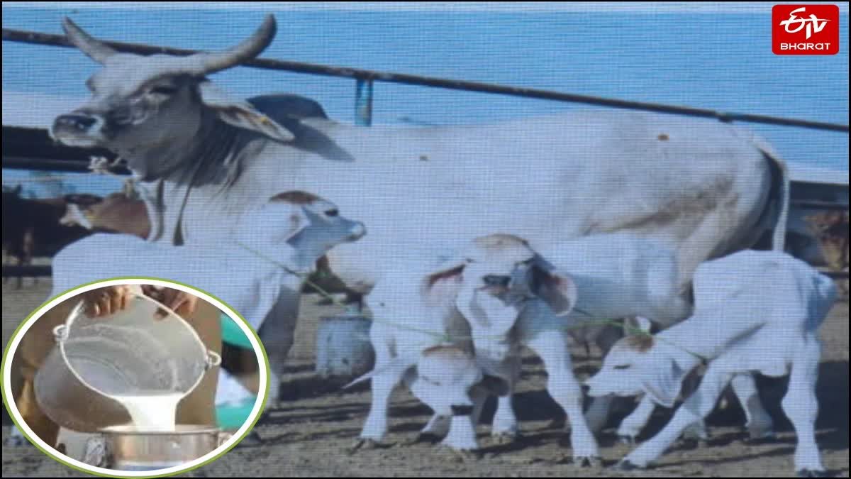 यूपी में दुग्ध उत्पादन.