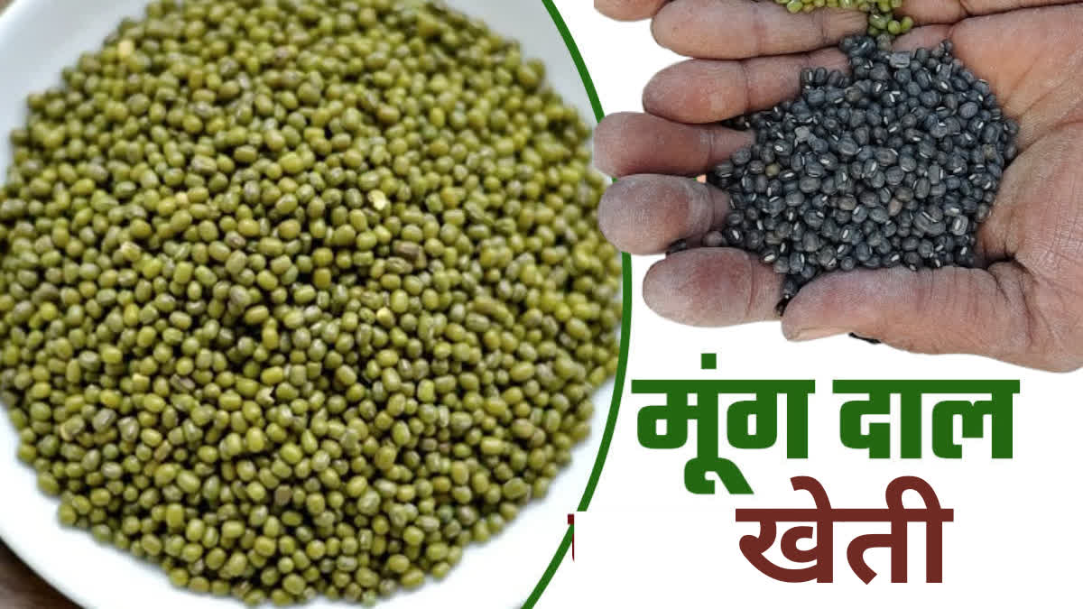 SHAHDOL ZAID CROP CULTIVATATION