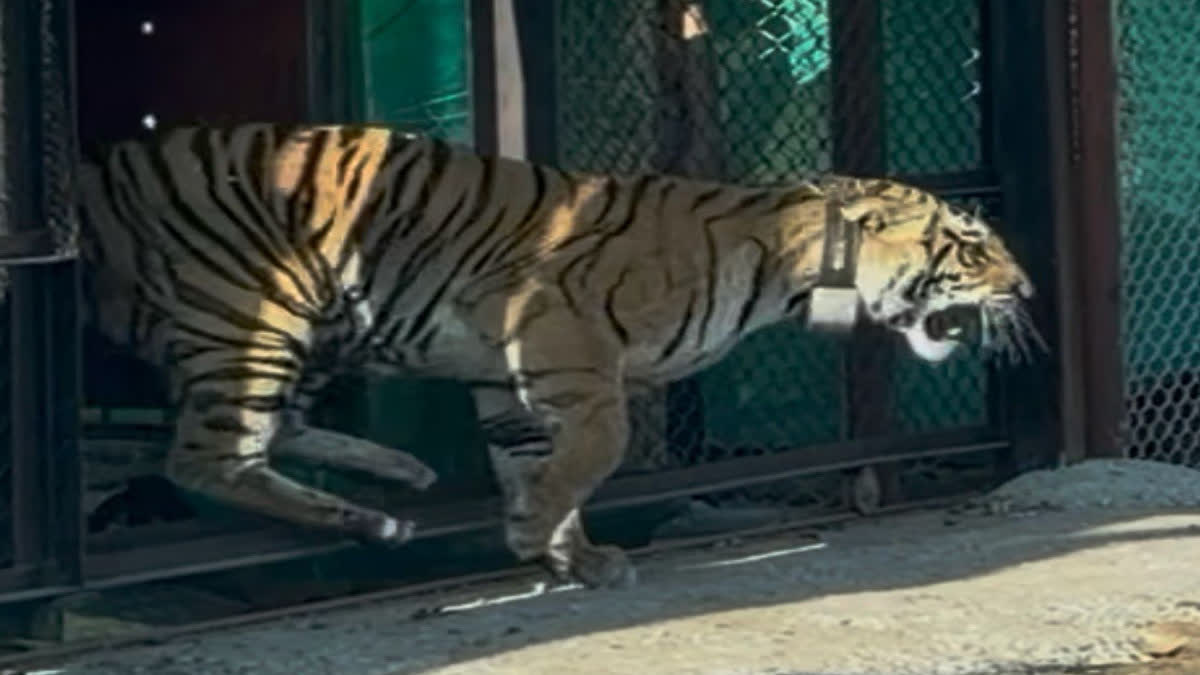 Tigress released into enclosure in Mukundra