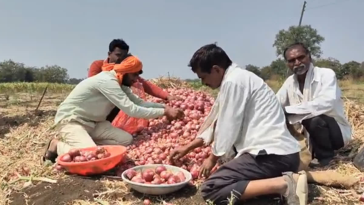 Onion farmers in Beed
