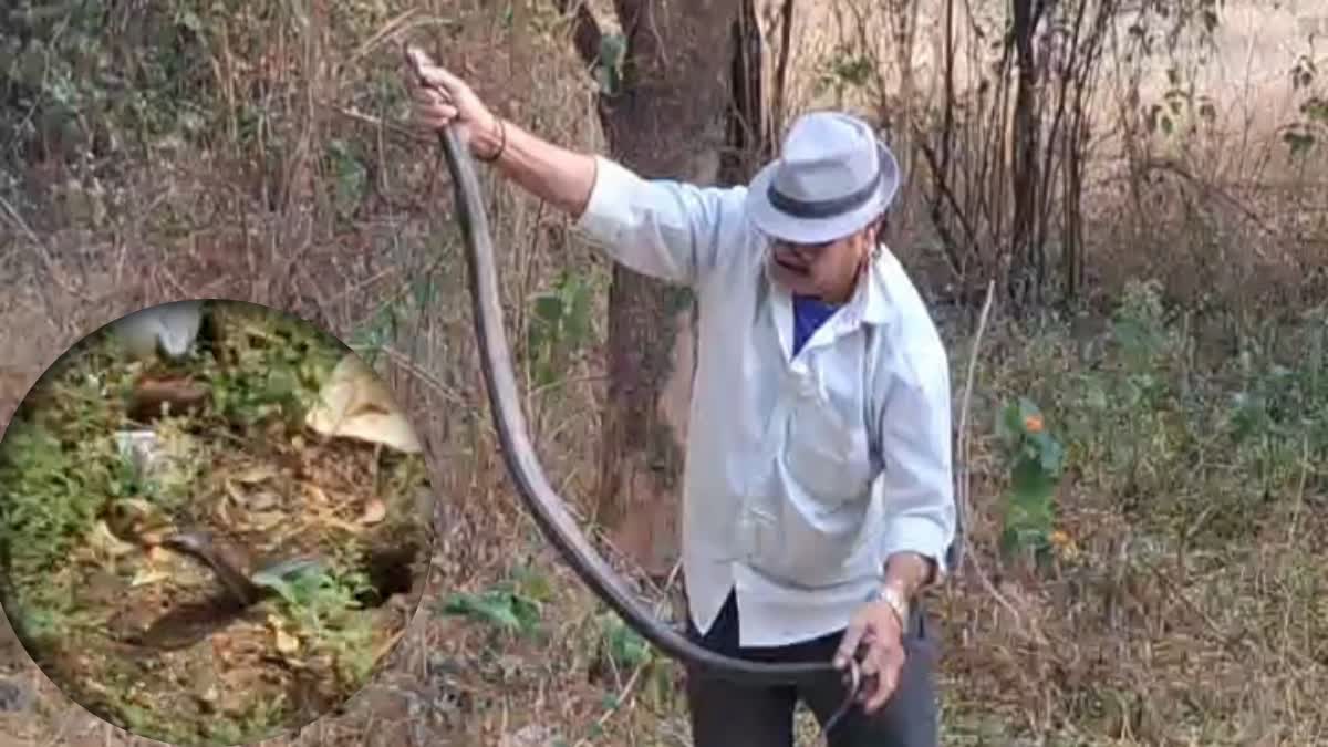 Sagar snake rescue