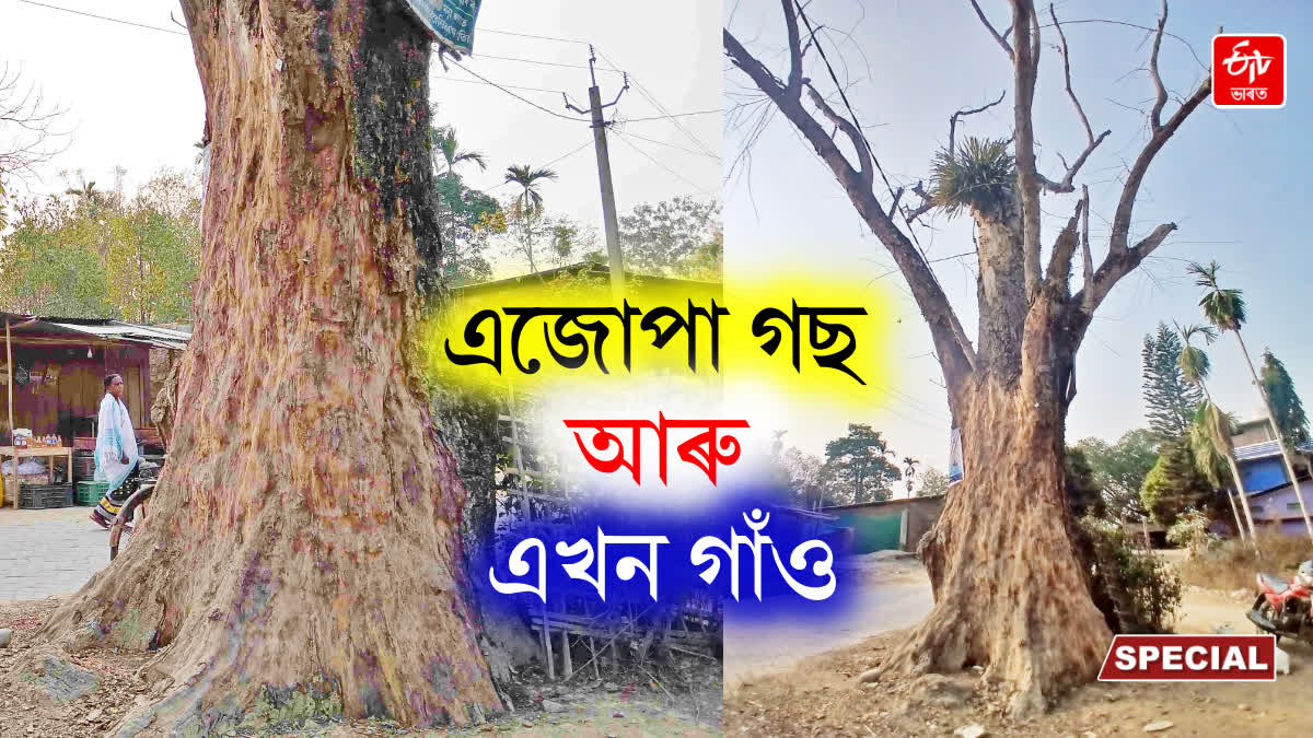 An old tree and Khokanguri village in Golaghat