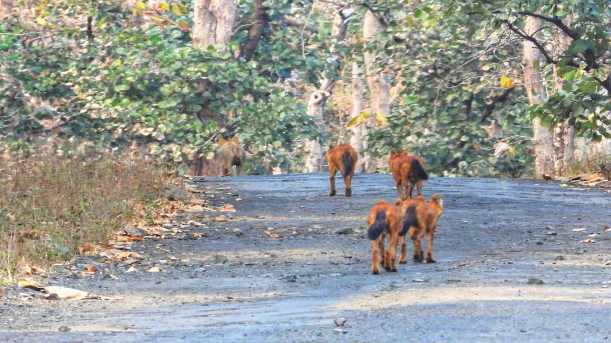 Wolves and wild dogs spotted together in Melghat Tiger Reserve