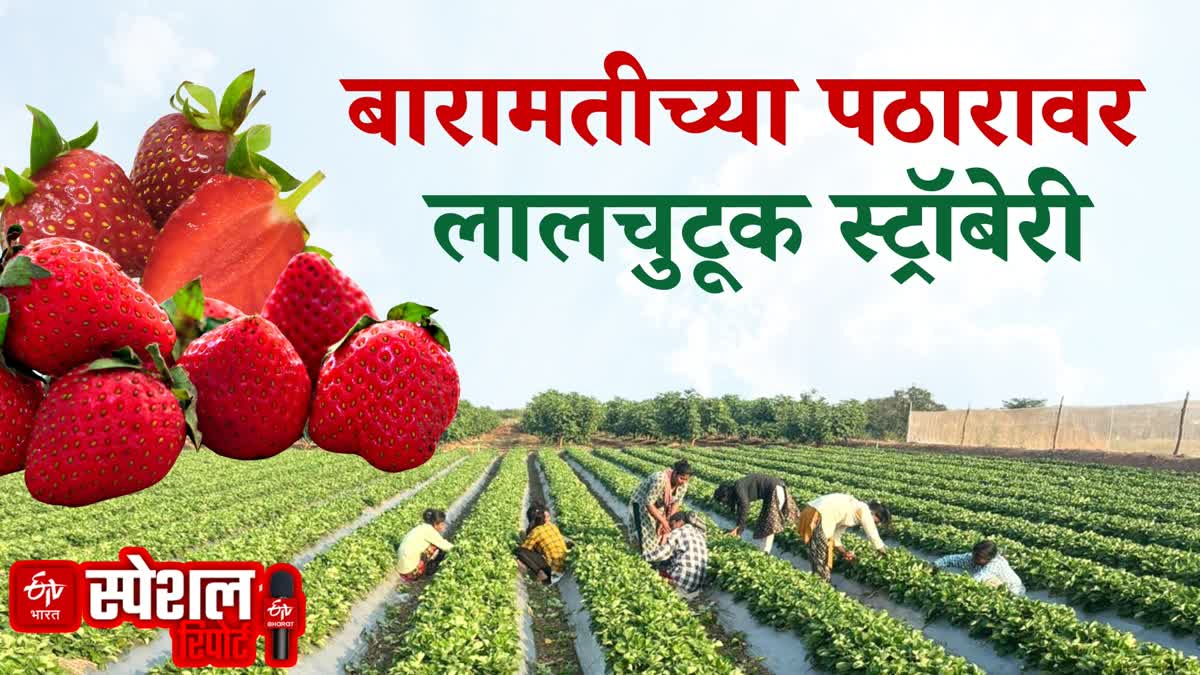 प्रयोगशील शेतकरी दीपक जगतापयांची स्ट्रॉबेरी शेती
