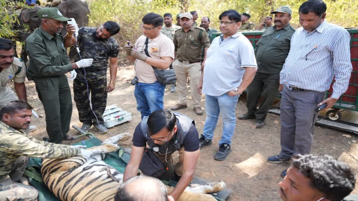 BANDHAVGARH TIGRESS SHIFT RAJASTHAN