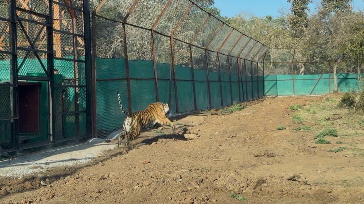 The tigress being released into the enclosure in Mukundra.