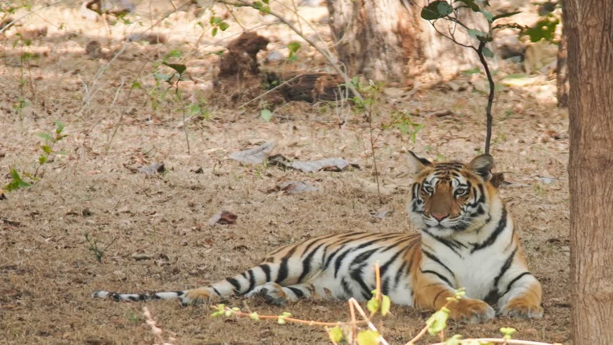 SAGAR NAURADEHI TIGER DEATH CASE