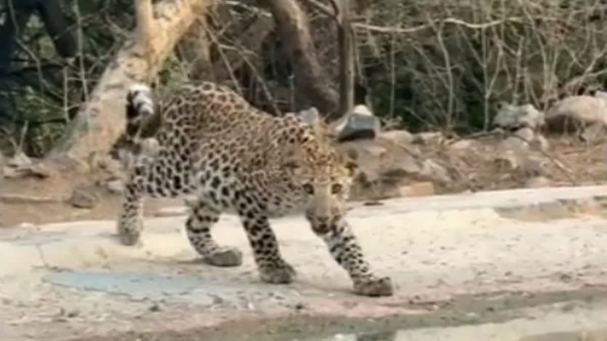 Leopard kills farmer