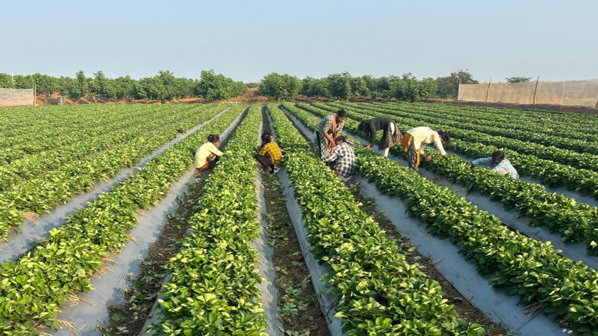 Strawberry Farm Baramati