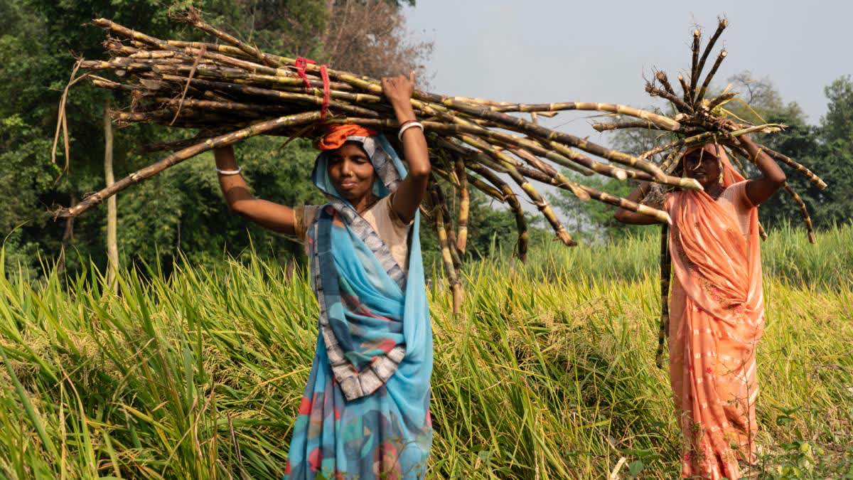 Some sugar mills reportedly stopped a few of the sugarcane varieties officially notified by the Centre and the states.