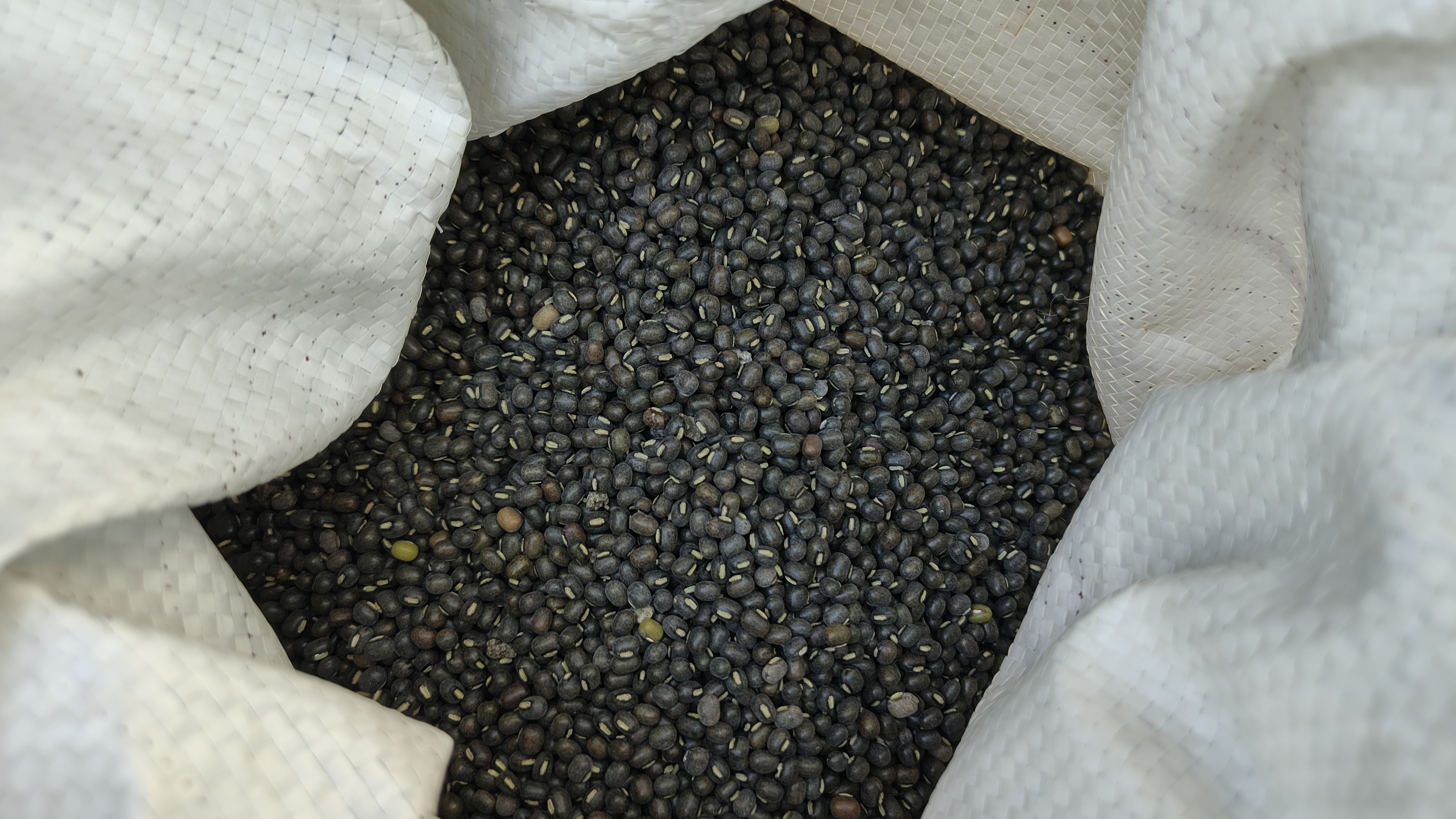 SHAHDOL MOONG URAD CULTIVATATION